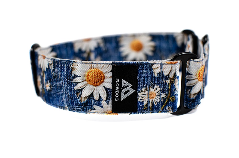 Daisy - Plus Félfojtó Nyakörv Whippeteknek és Agaraknak